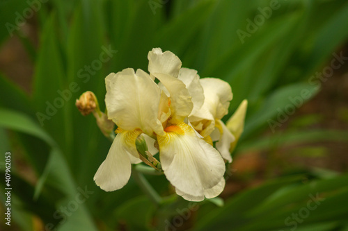 flower narcissus