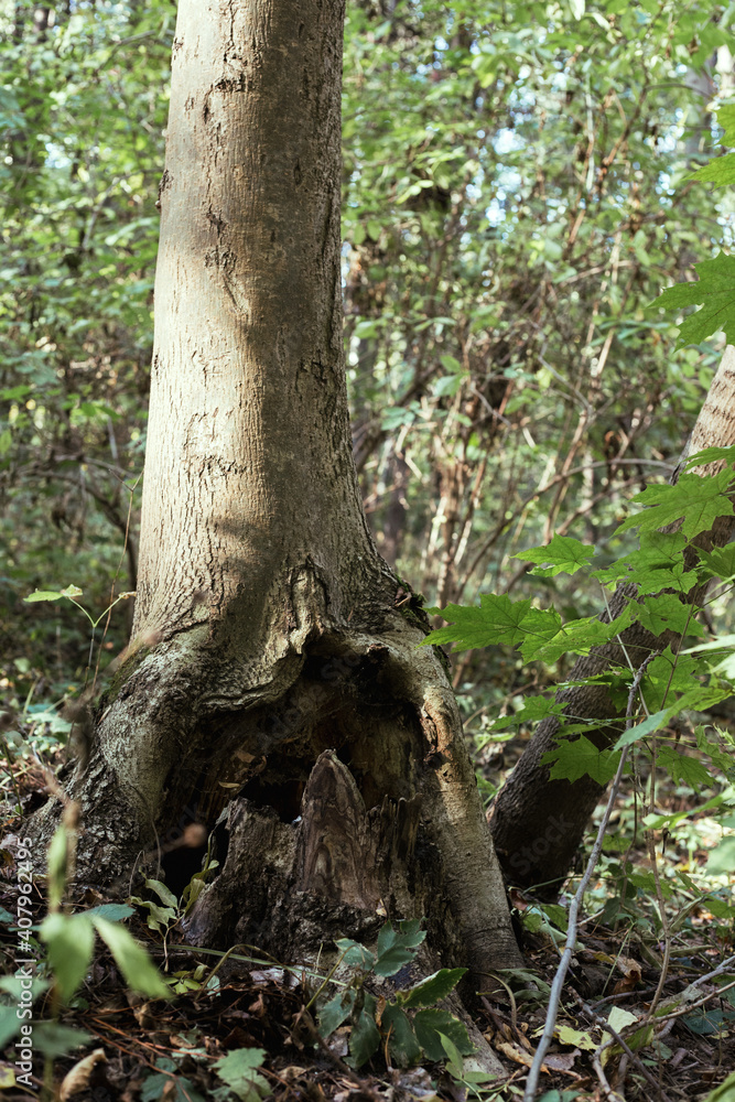 Manchurian hazelnut tree leaves. Tree trunk.