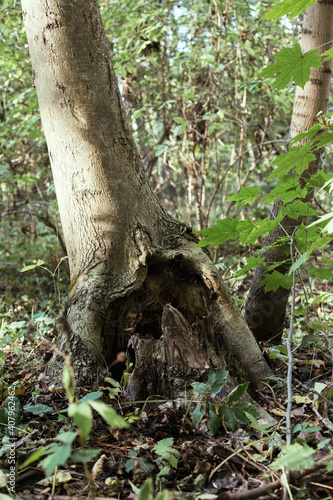Manchurian hazelnut tree leaves. Tree trunk.