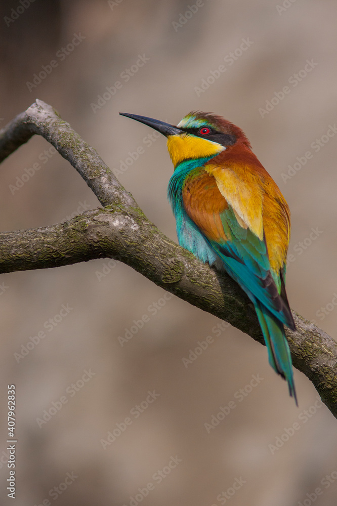Bird - Bee-eaters (Merops apiaster) Bird - Bee-eaters (Merops apiaster)