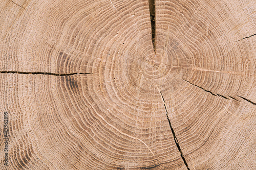 Cut of a tree an oak