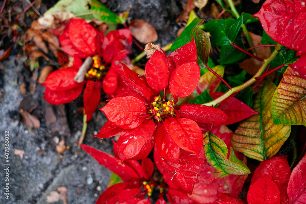 Christmas red flower turn red from green in winter
