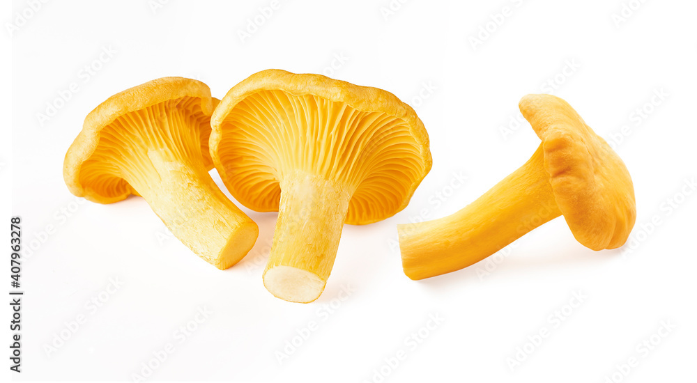 Raw fresh edible wild mushroom chanterelle isolated on white background Raw fresh edible wild mushroom chanterelle isolated on white background