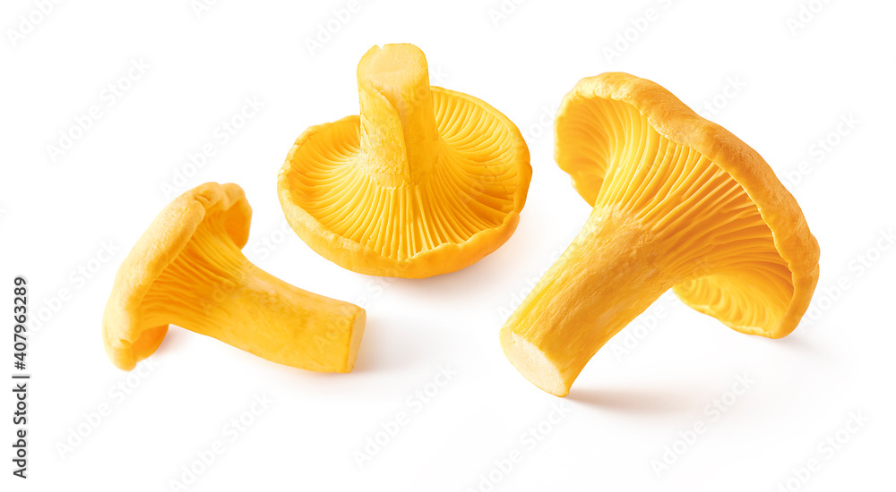 Raw fresh edible wild mushroom chanterelle isolated on white background Raw fresh edible wild mushroom chanterelle isolated on white background