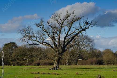 Storks nest in tree