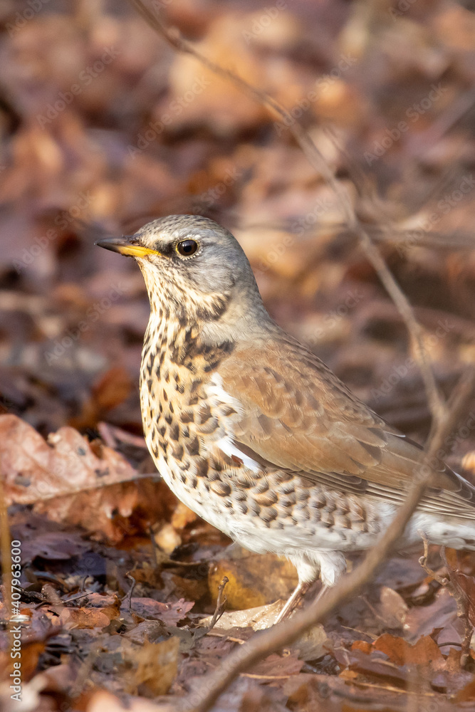 Fieldfare thrush on the ground with autumn leaves in sunlight Fieldfare thrush on the ground with autumn leaves in sunlight