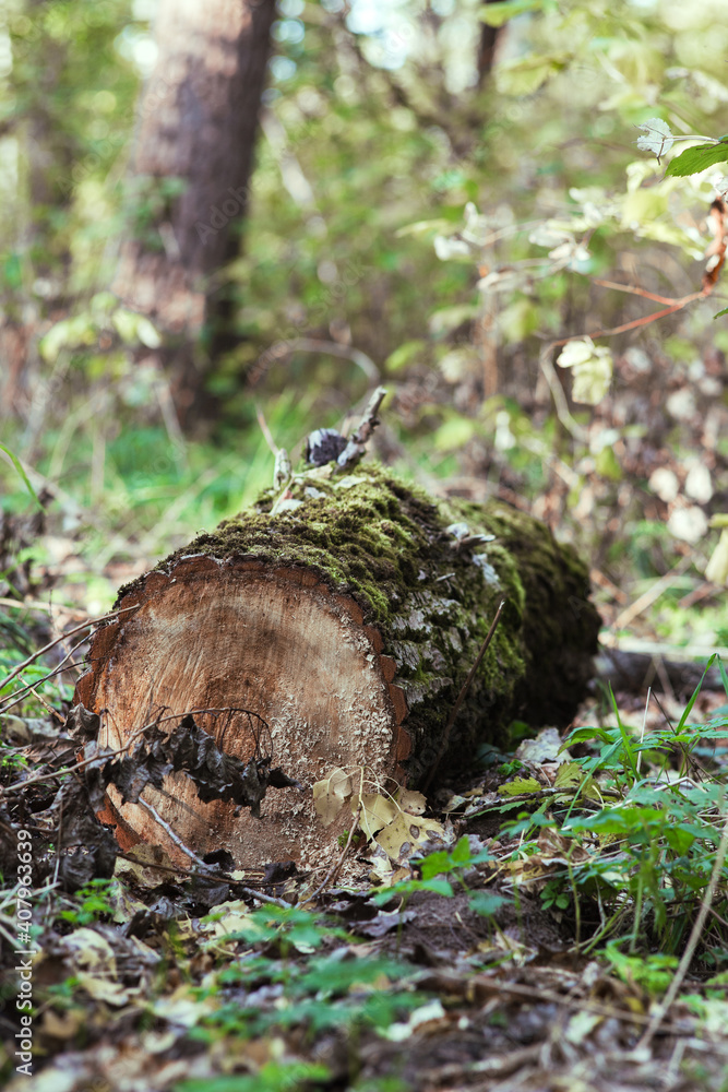 A log lying in the forest on the ground