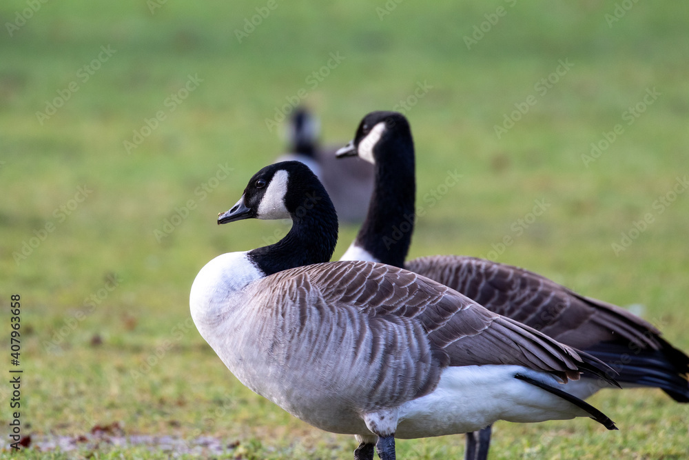 Canada geese standing on a field looking into the sunlight Canada geese standing on a field looking into the sunlight