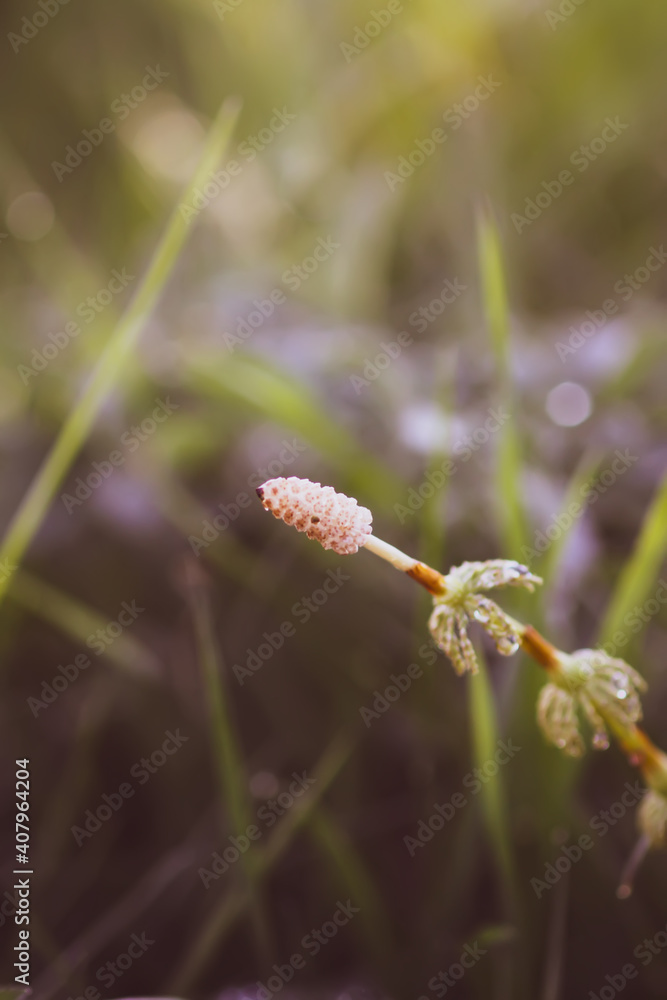 Horsetail plant or Equisetum herb growing in forest Horsetail plant or Equisetum herb growing in forest