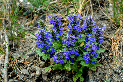 Ajuga genevensis stem with blue flowers. Herbaceous flowering plant native to Europe. photo