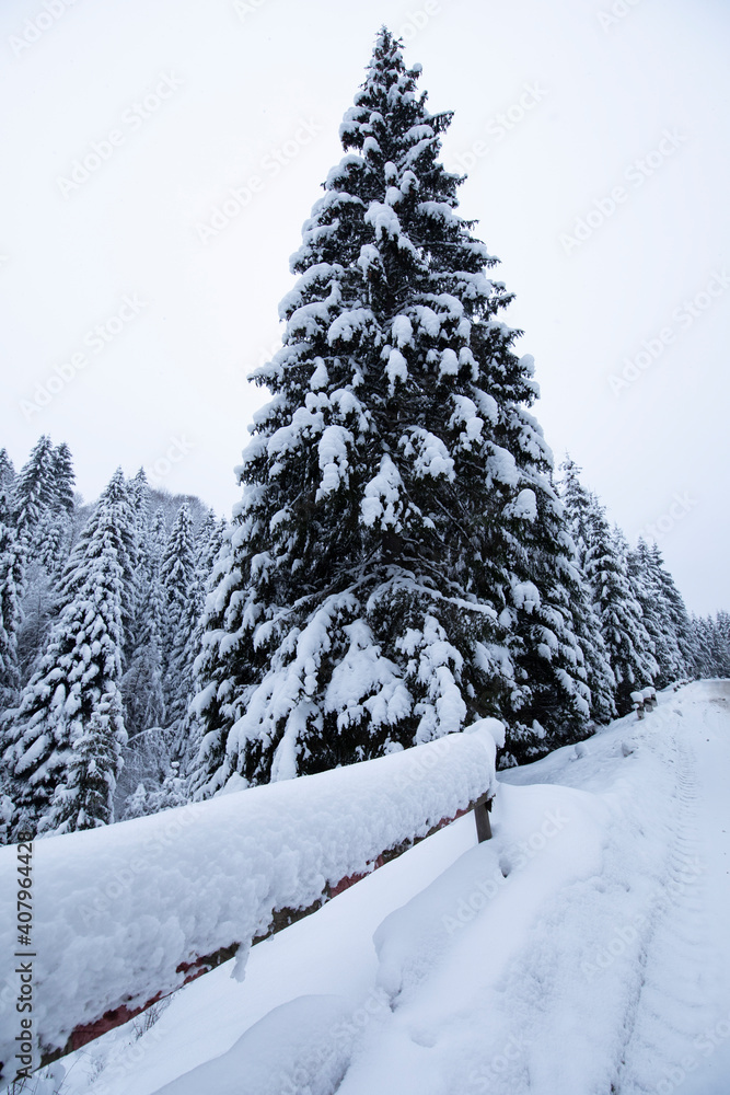 Snow-covered Christmas tree by the road. Winter cold day in the forest.