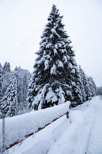 Snow-covered Christmas tree by the road. Winter cold day in the forest. © malshak_off
