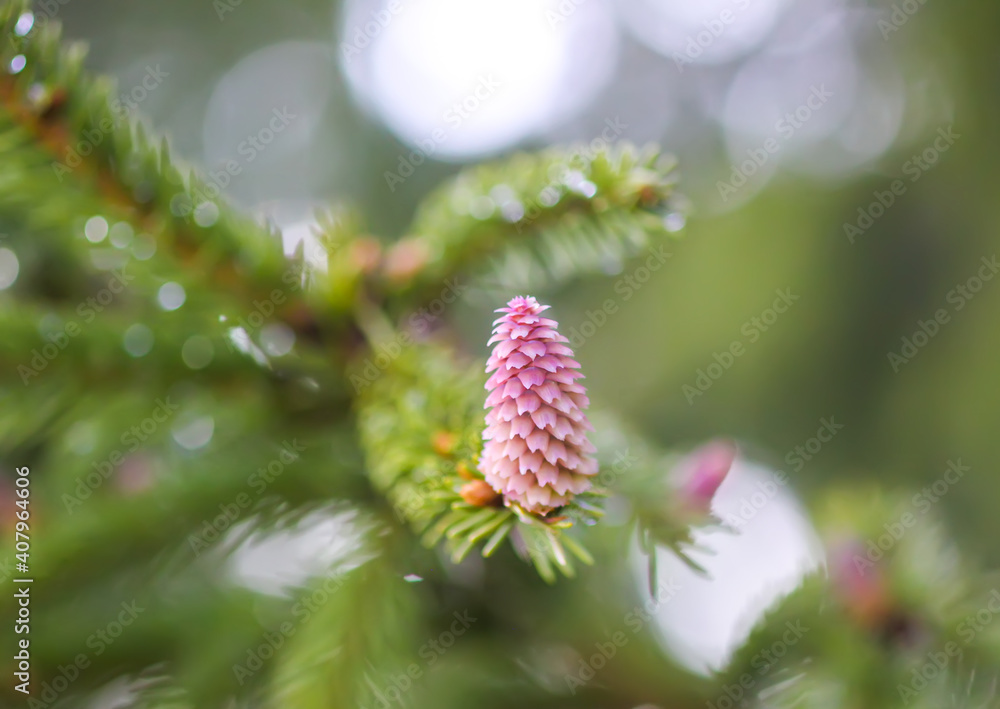 Fir tree branches with a young soft cones in April. Seasonal nature details. Fir tree branches with a young soft cones in April. Seasonal nature details.