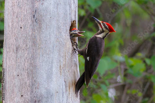 Pileated Woodpecker With a Chick