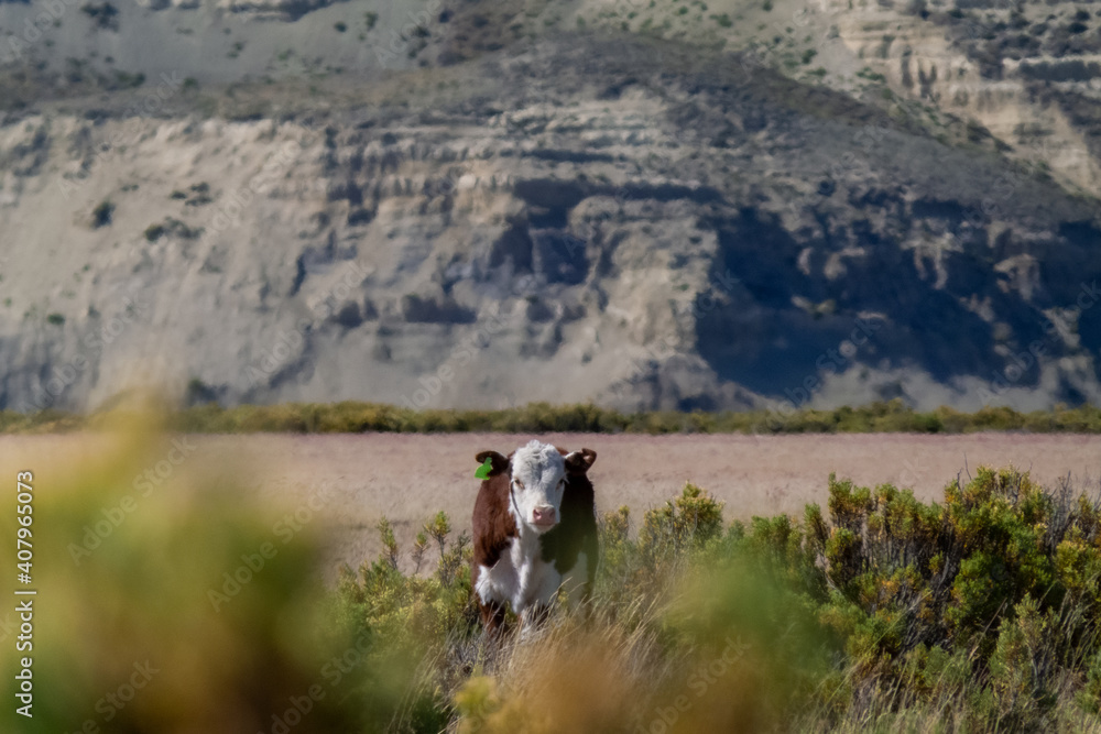 a cow or calf in an arid or dry rural landscape, centered in the middle with some local plants green bushes out of focus in front and with mountains in the background