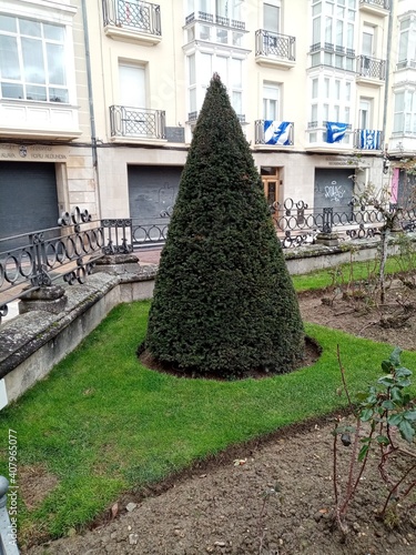 decorated christmas tree