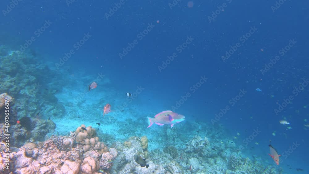 The underwater world of the Maldives, an unreal unusual beautiful colorful fish poses for the camera underwater in the sea. The underwater world of the Maldives, an unreal unusual beautiful colorful fish poses for the camera underwater in the sea.