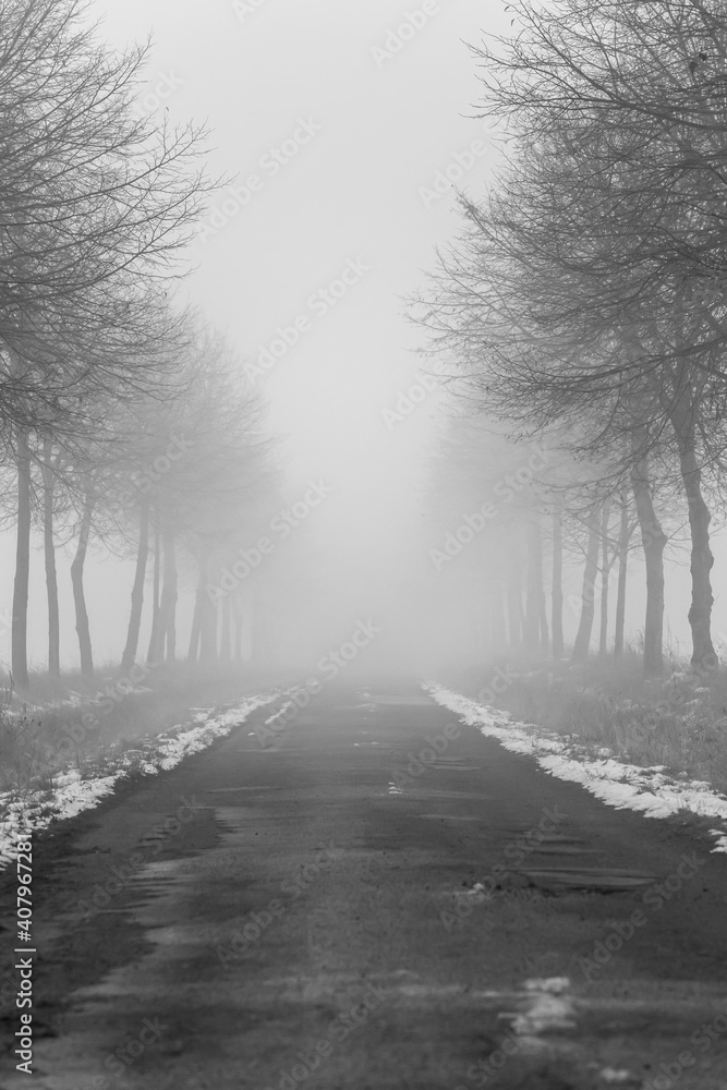 empty tree lined road in fog