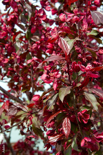 Blooming of a decorative red-leaved apple photo