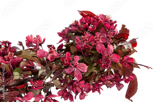 Blooming of a decorative red-leaved apple photo