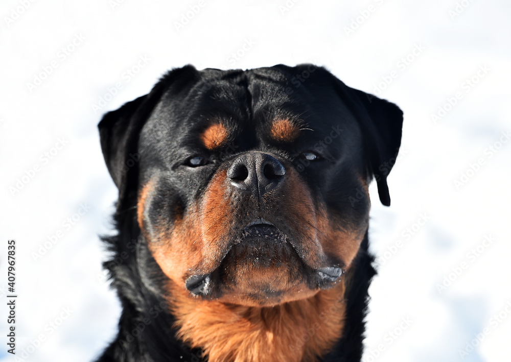 Fototapeta premium cabeza de rottweiler