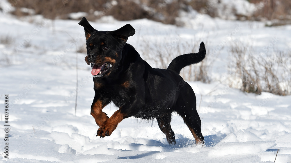 a serious rottweiler dog in the snow a serious rottweiler dog in the snow