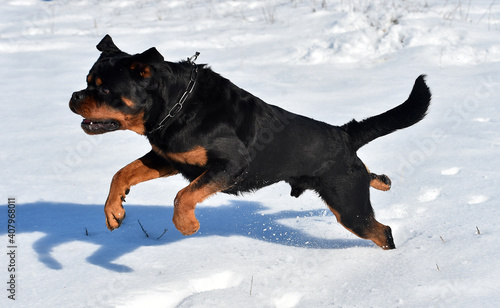 a serious rottweiler dog in the snow