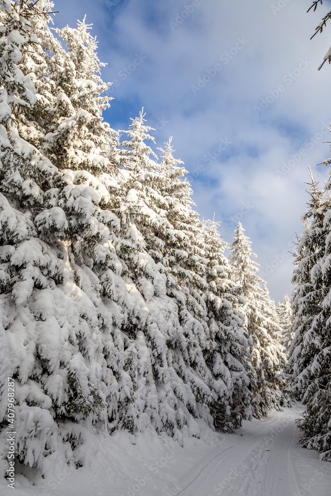 Woodland road with heavily snowed trees, Pangarati Peak, Harghita, Transylvania, Romania, Europe Woodland road with heavily snowed trees, Pangarati Peak, Harghita, Transylvania, Romania, Europe