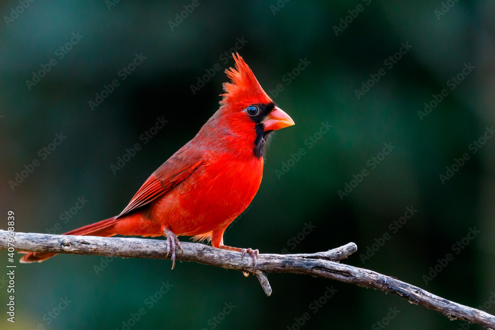 Northern Cardinal