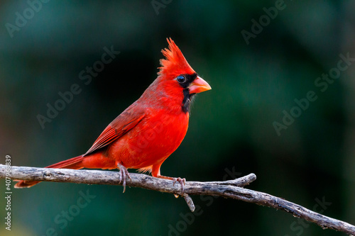Fotografie, Tablou Northern Cardinal