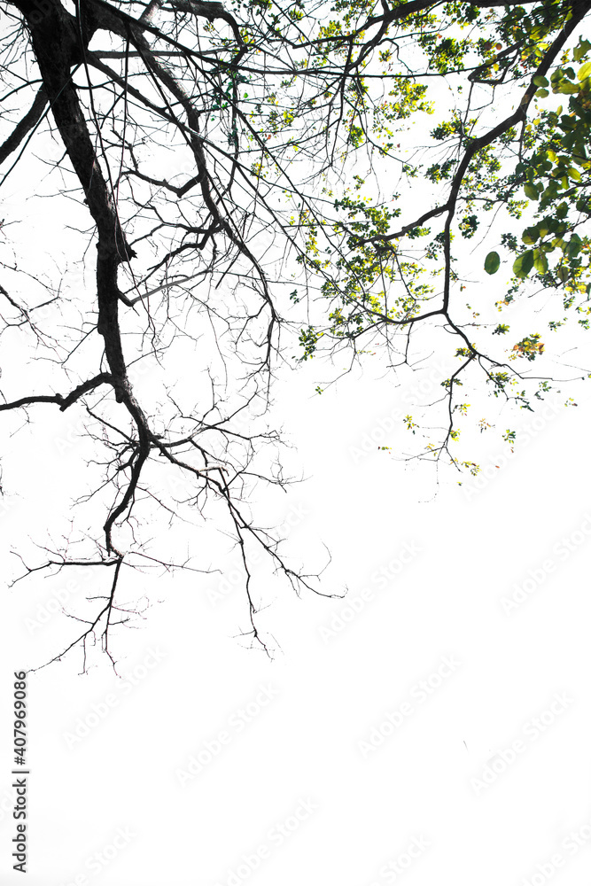 Branch tree isolated on white background. Object with clipping path..