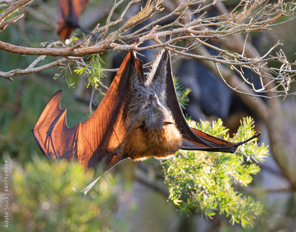 Grey headed flying  fox colony in the Sydney suburb of Gladesville, New South Wales, Australia.