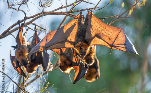 Grey headed flying  fox colony in the Sydney suburb of Gladesville, New South Wales, Australia. photo