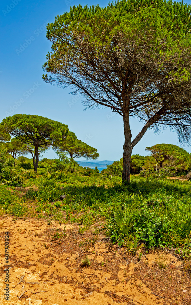 Pine groves in the La Brena National Park, located in the Southern Spain ,halfway between Mediterranean and Atlantic waters Pine groves in the La Brena National Park, located in the Southern Spain ,halfway between Mediterranean and Atlantic waters