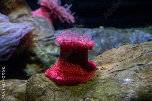 Colourful sea anemones (Actiniaria) underwater