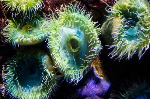 Colourful sea anemones (Actiniaria) underwater