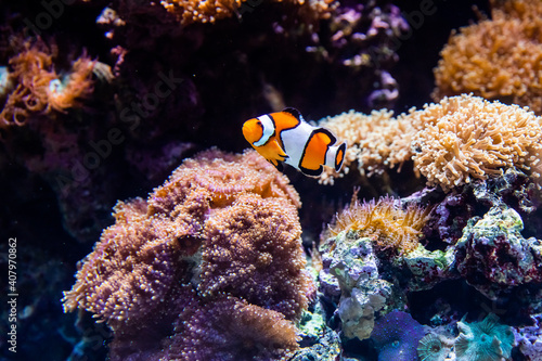 Nemo, the Ocellaris clownfish, Amphiprion ocellaris, orange clownfish that live in sea anemones
