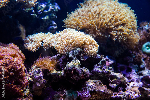 Underwater view of vibrant planted aquarium