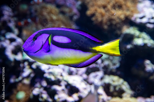 Принти на полотні Dory, the Paracanthurus hepatus Indo-Pacific surgeonfish