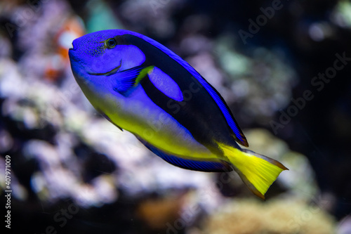 фотографія Dory, the Paracanthurus hepatus Indo-Pacific surgeonfish