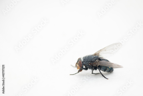 Fliege © JMormul