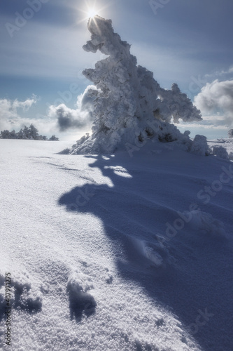spruce in the snow on a sunny day in winter