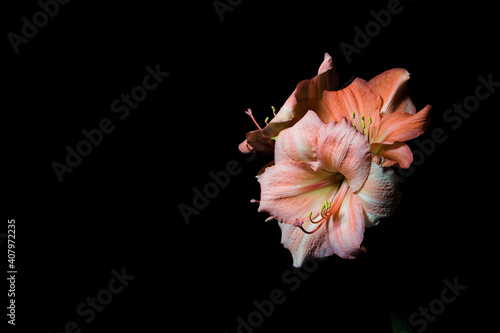 Pastel pink colored amaryllis isolated on black background with copy space