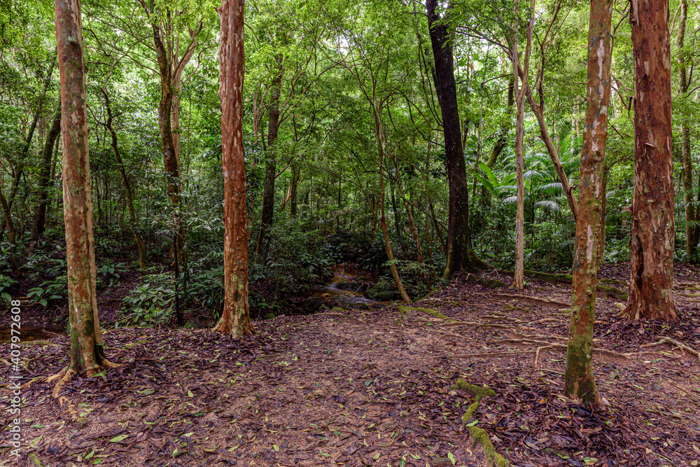 Floresta da Tijuca e seus bosques
Floresta da Tijuca e seus bosques