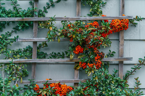 Vine with berries on a trellis 