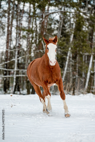 Galloping chestnut horse mare stallion in snow. Stunning active horse with long mane full of power in winter.