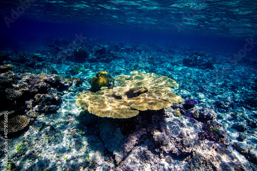 The coral reef in the Lau islands