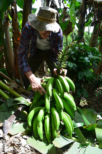 Male farmer selling fresh plantains. Young male farmer with green bananas. Puerto Rican plantain farm. 