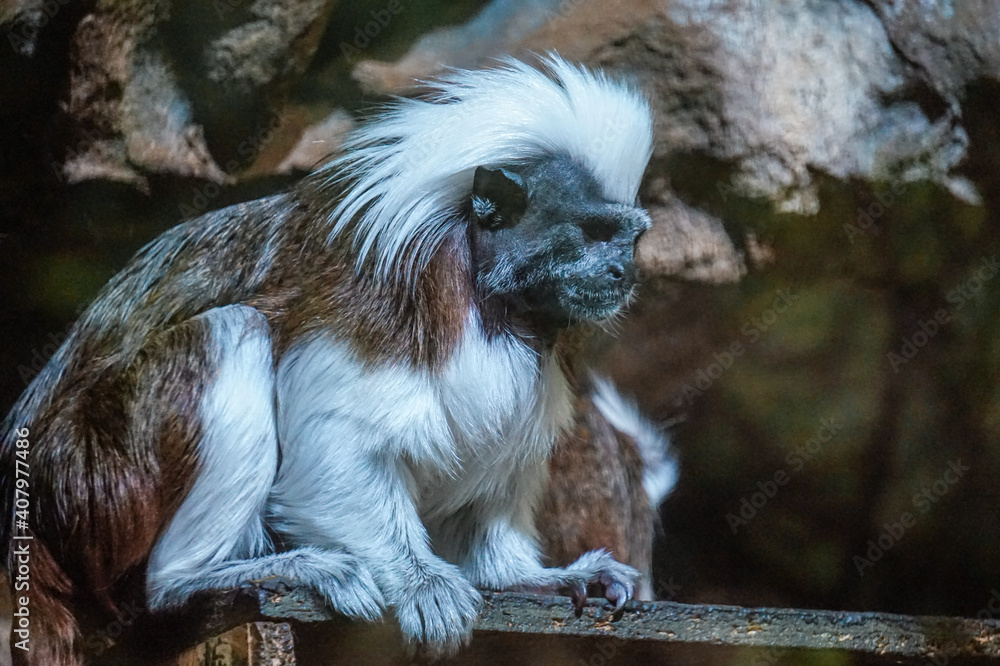 Black and white Cotton-top tamarin monkey sitting on a tree Black and white Cotton-top tamarin monkey sitting on a tree
