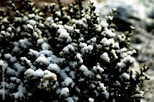snow on a bush